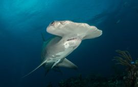 Hammerhead shark