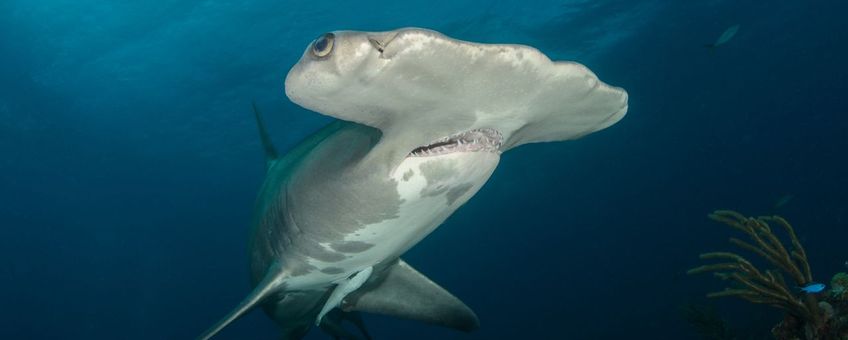 Hammerhead shark