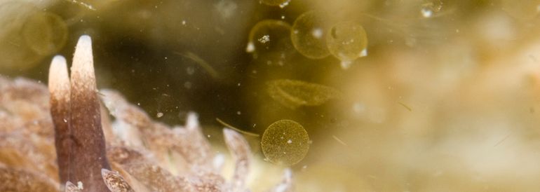 Detail van een onderwaterfoto die tijdens een algenbloei-periode gemaakt is