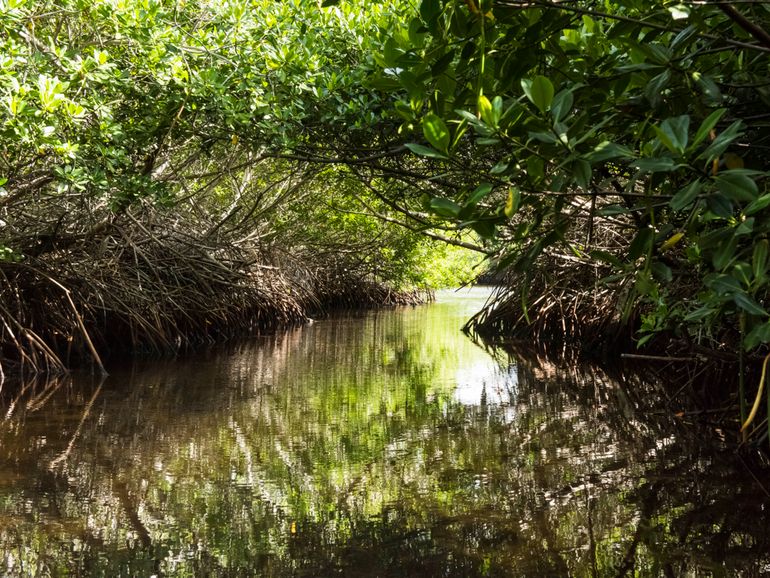 Mangroves at Lac Bay, Bonaire