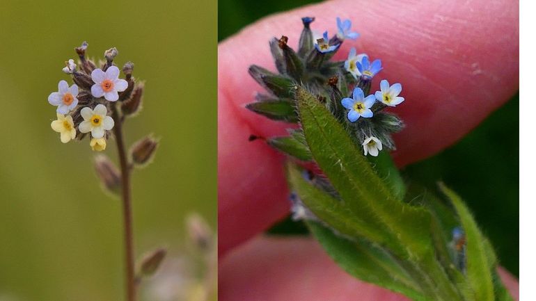 Links (onder)soort discolor met jonge bleekgele bloemen en oudere blauwe bloemen. Rechts (onder)soort dubia met jonge witte bloemen verkleurend naar helder blauw