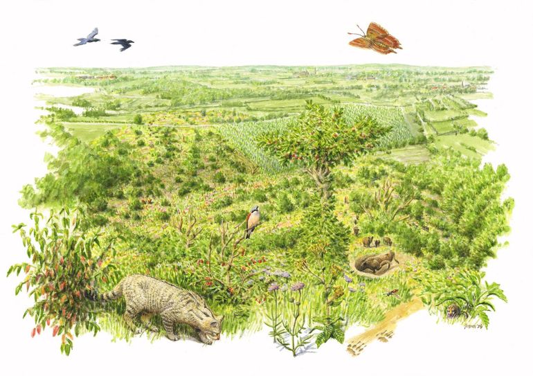Jaarrond extensieve begrazing stimuleert de ontwikkeling van structuurrijke, soortenrijke begroeiing. Het Kattenroth van de toekomst zal ruimte bieden aan een brede groep van planten en dieren