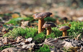 Claudia Hertzer Mycoflora en steenmeel