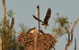 Staatsbosbeheer Met de webcam van beleefdelente.nl is het visarendenpaar in de Biesbosch weer live te volgen