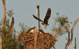 Met de webcam van beleefdelente.nl is het visarendenpaar in de Biesbosch weer live te volgen