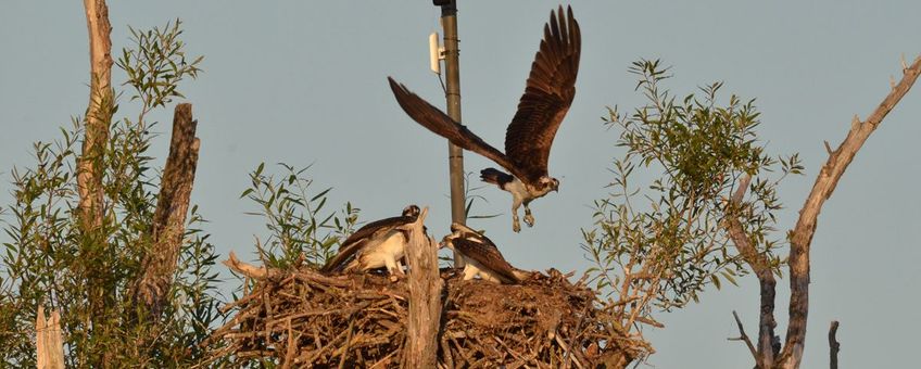 Met de webcam van beleefdelente.nl is het visarendenpaar in de Biesbosch weer live te volgen