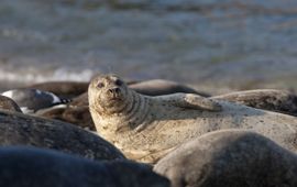 Shutterstock (WMR) Gewone zeehond (exclusief eenmalig WMR)