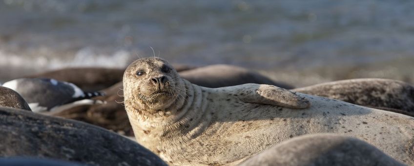 Gewone zeehond (exclusief eenmalig WMR)