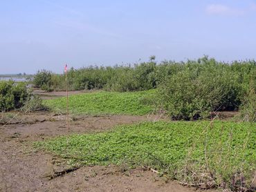 Kleine waterteunisbloem op Tiengemeten