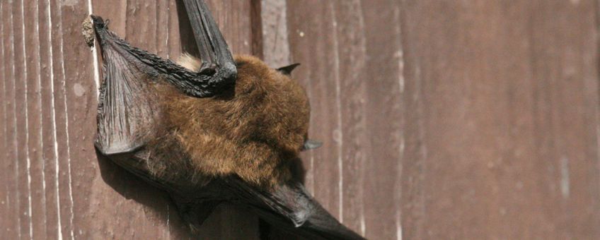 Gewone dwergvleermuis. Pipistrellus pipistrellus