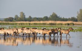 Konikpaarden waden door het water EENMALIG GEBRUIK