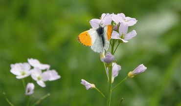 Pinksterbloem en oranjetipje