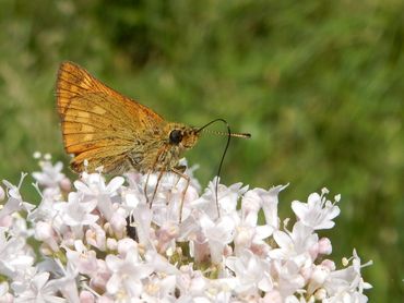 Large Skipper (Ochlodes sylvanus)