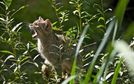 Jonge wilde kat VOOR EENMALIG GEBRUIK