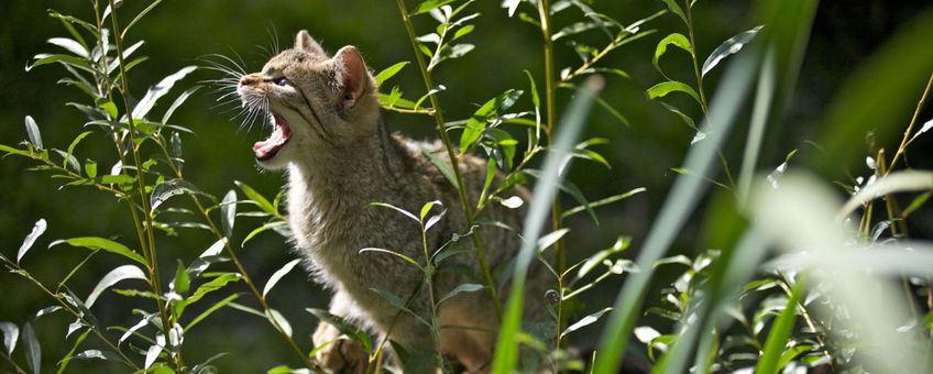 Jonge wilde kat VOOR EENMALIG GEBRUIK