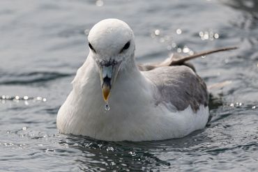 Foeragerende noordse stormvogel bij een visfabriek op IJsland