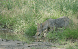 Wolvenpup drinkt uit waterplas.