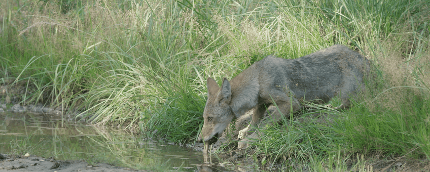 Wolvenpup drinkt uit waterplas.