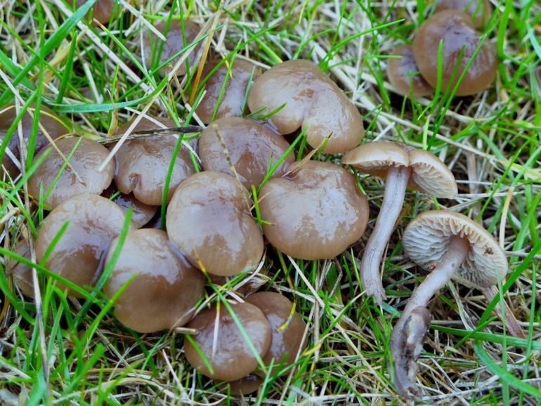 Zeldzame Kleine barsthoeden worden misschien over het hoofd gezien vanwege hun grauwbruine kleur 