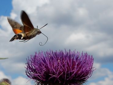 Kolibrievlinders worden veel in tuinen gezien