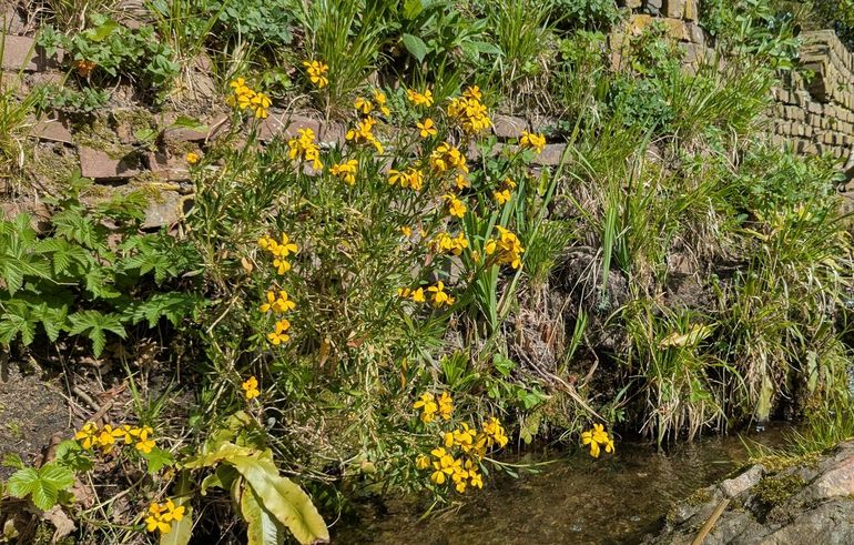Muurbloem heeft relatief grote kroonbladen voor een kruisbloemige plant