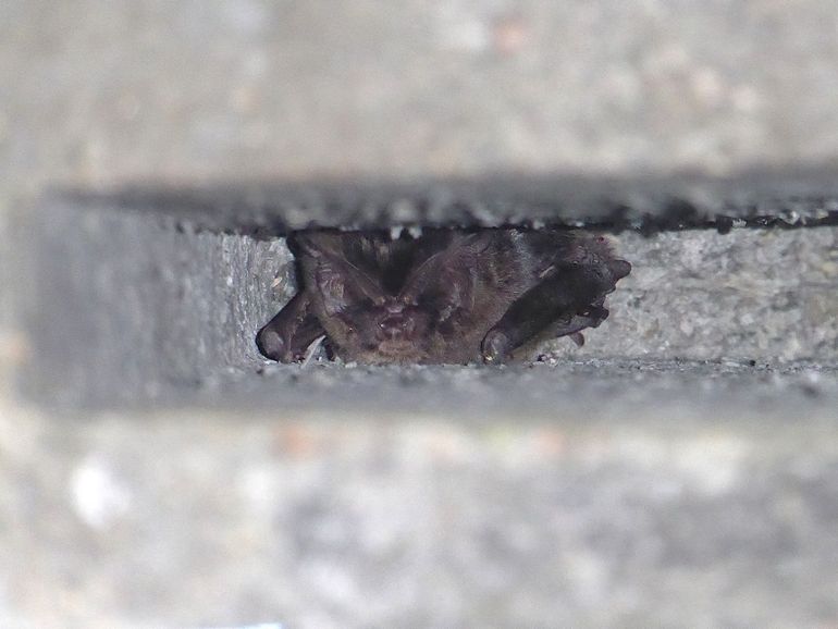 Eerste waargenomen mopsvleermuis in daarvoor opgehangen vleermuiskast