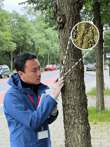 Onderzoeker Panji van Naturalis onderzoekt korstmos op een boom