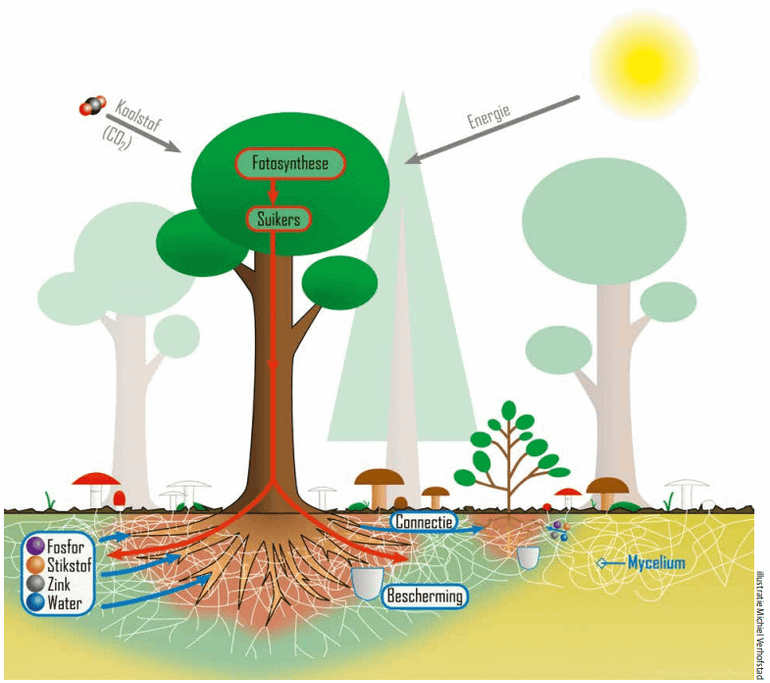 Ectomycorrhiza-schimmels voorzien bomen van voedingsstoffen in ruil voor suikers en beschermen tegen droogte, bodempathogenen en zware metalen