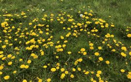 Mike Hirschler Paardenbloemen