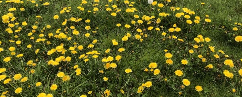 Paardenbloemen