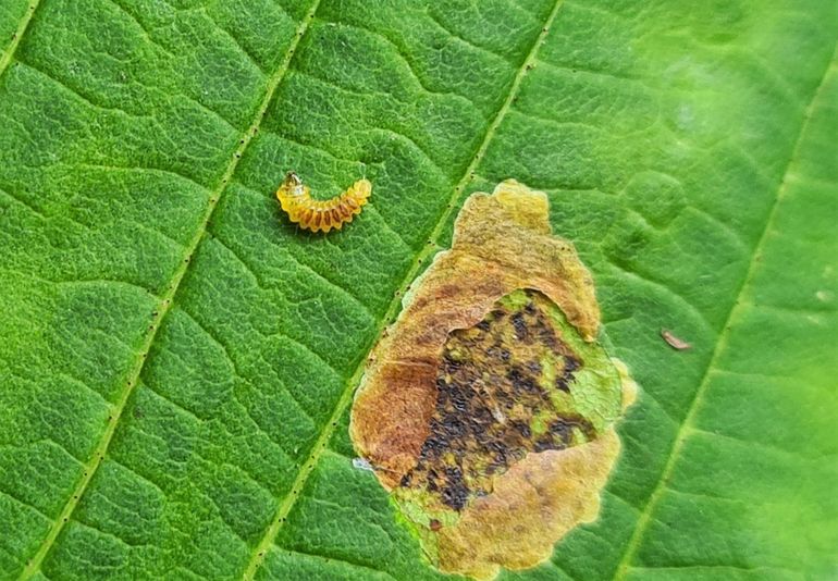 De rups van de paardenkastanjemineermot is slechts drie millimeter groot