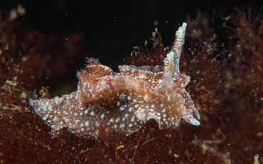 De Bruine plooislak: de recent meest waargenomen zeenaaktslak van de Nederlandse kustwateren