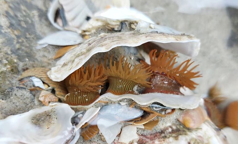 Op de stenen van de Stormvloedkering leeft ook van alles. Zoals deze prachtige Zebra-anemonen. Die worden bij de Strandwachtrondes niet meegeteld, maar wel bij inventarisaties van het Litoraal Inventarisatie en Monitoring Project, LIMP, eveneens een project van Stichting ANEMOON