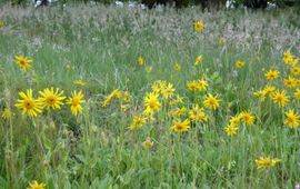 Natuurmonumenten Arnica
