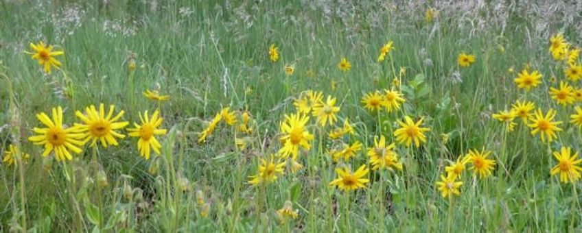 Arnica