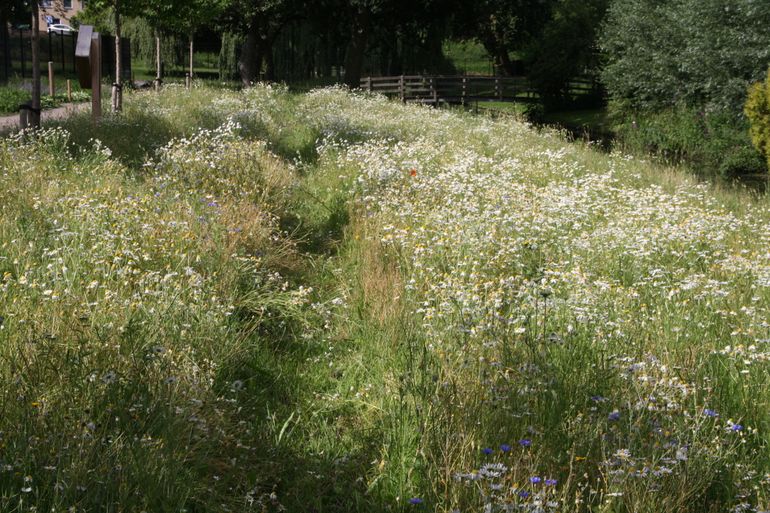 Dit stukje land fungeert nu als een ware bijen-oase dankzij de vele wilde bloemen