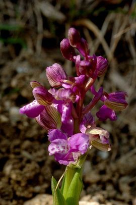 Anacamptis morio 1, Harlekijn,  green-winged orchid