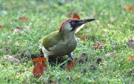 Picus viridis. Groene specht