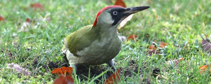 Picus viridis. Groene specht