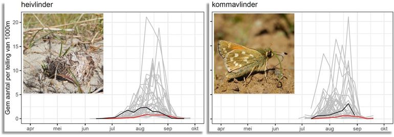 Het aantal getelde heivlinders en kommavlinders op de monitoringroutes uit het meetnet. De lichtgrijze lijnen zijn de individuele jaren van 1990-2021. De zwarte lijn is van 2022 en de rode van 2023