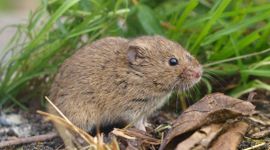 Veldmuis Microtus arvalis
