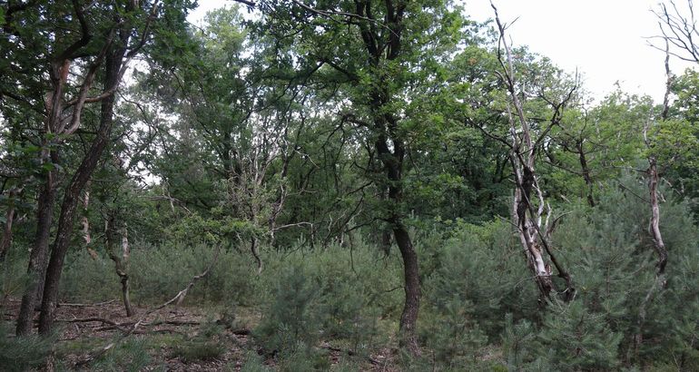 Verzuurd gemengd bos op de Veluwe: leefgebied van de Grote platrug