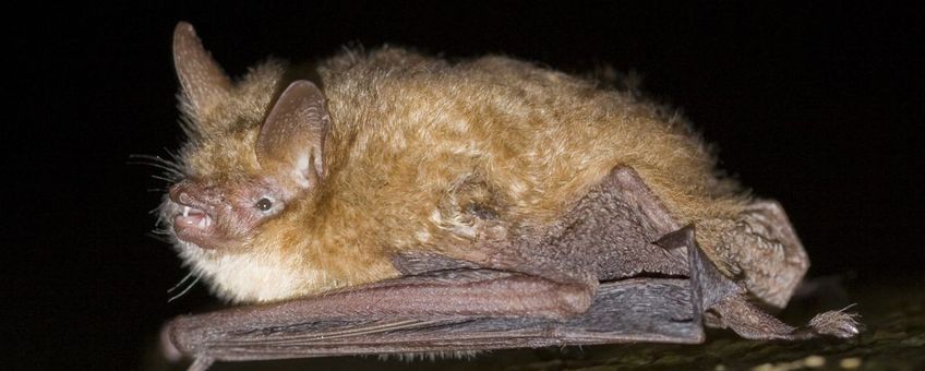 Ingekorven vleermuis
EENMALIG GEBRUIK