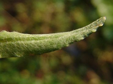 Wollig behaard blad van de bleekgele droogbloem