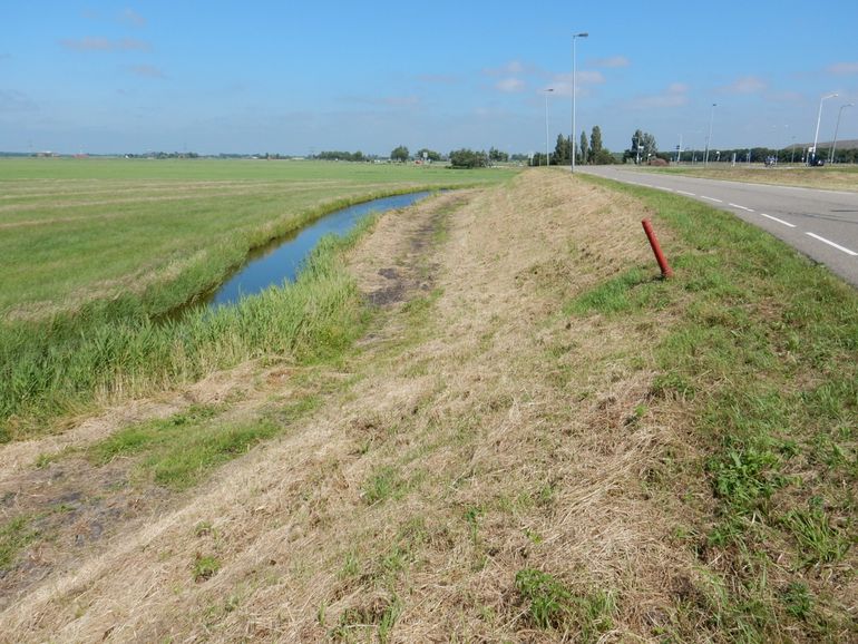 Een geklepeld dijktalud bij Assendelft (NH). Klepelen lijkt goedkoop, maar heeft direct en indirect negatieve effecten op flora en insecten. Beter is het om te maaien en af te voeren, waarbij tenminste 15% van het oppervlak van de vegetatie ongemaaid blijft bij elke maaibeurt