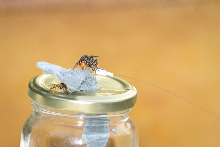 Een Aziatische hoornaar vloog met een zender naar haar nest op 520 meter afstand in Craubeek. Hier is het dier nog aan het drinken op een zogenaamde wiekpot