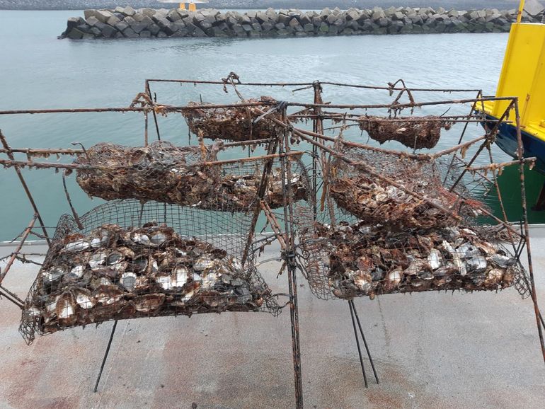 Oude schelpen begroeid met baby-oesters kunnen nieuw rif vormen