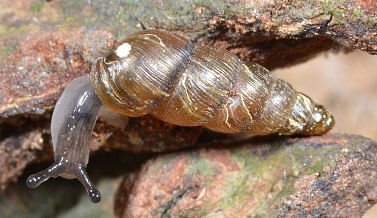 De Vergeten schorshoren. Het huisje is gedrongener dan dat van de Slanke schorshoren, met vaak iets bollere windingen en minder sterke ribbels. Het lichaam, met name de flanken en de kruipvoet, is bovendien lichter van kleur