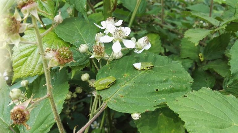 Jonge boomkikkers hebben het voortplantingswater verlaten