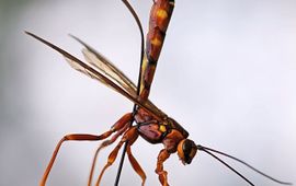 Lex Peeters Megarhyssa vagatoria